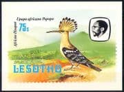 Lesotho 1982 Birds / Hoopoe / Mountain / Nature Postcard a84