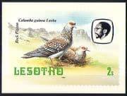 Lesotho 1982 Birds / Pigeon / Mountains / Nature Postcard a90