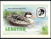 Lesotho 1982 Birds / Teal / Duck / Nature Postcard (a89)
