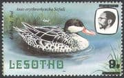 Lesotho 1982 Teal/ Ducks/ Birds/ Surcharge ERROR/Vertical Misregister/ Misplaced 1v (b2763)