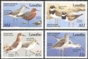 Lesotho 1989 Migratory Birds/ Curlew/ Sandpiper /Nature/ Wildlife/ Conservation 4v set (b1273)