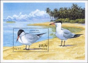 Maldives 1993  Birds/ Caspian Tern/ Nature/ Wildlife/ Sea Bird/ Terns  1v m/s  (b9788b)
