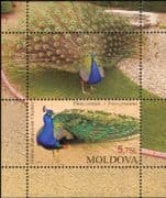 Moldova 2013 Peacock/Peafowl/ Chisinau Zoo 35th/ Birds/ Nature/ Wildlife 1v m/s (md1020)