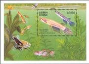 Sierra Leone 1991 Panchax/ Fish/ Nature/ Marine/ Wildlife 1v m/s (b7836e)