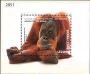 Sierra Leone 2018 Orangutan/Ape/ Animals/ Nature/ Wildlife/ National Geographic 1v m/s (s3470g)
