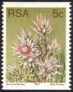 South Africa (RSA) 1977 5c Coil/ Blushing Bride/ Flowers/ Succulents/ Cacti/ Nature 1v (n21742)