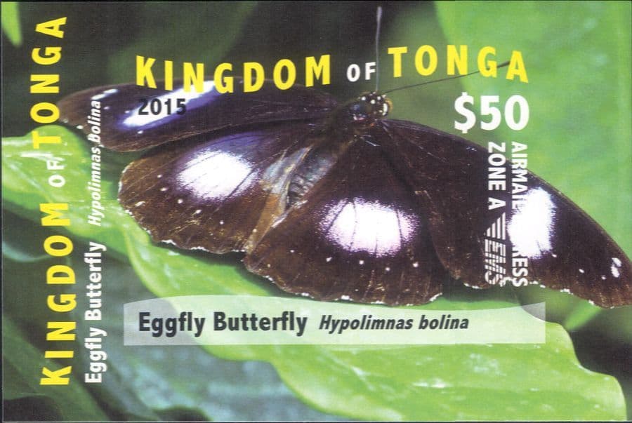 Insect In Tonga Tonga 2015 Butterflies/ Insects/ Nature/ Flowers/ Butterfly/ Express ...