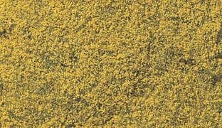 WF176 Yellow Flowering Foliage