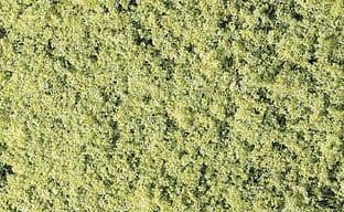 WF51 Light Green Foliage