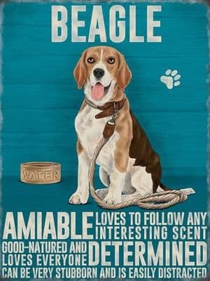 Beagle