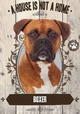 Boxer A House Is not A Home