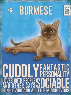 Burmese Cat