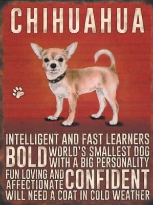 Chihuahua Dog