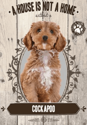 Cockapoo A House Is Not A Home