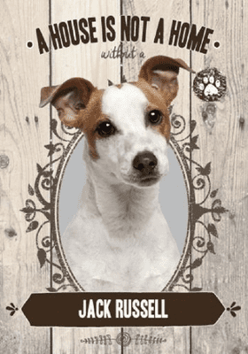 Jack Russell A House Is Not A Home