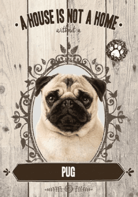 Pug A House Is Not A Home