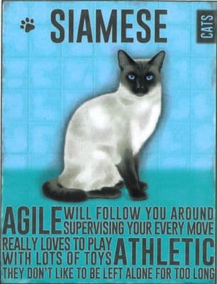 Siamese Cat