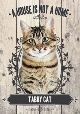 Tabby Cat A House Is Not A Home
