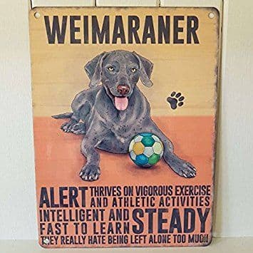 Weimaraner Silver Grey