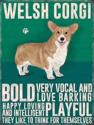 Welsh Corgi