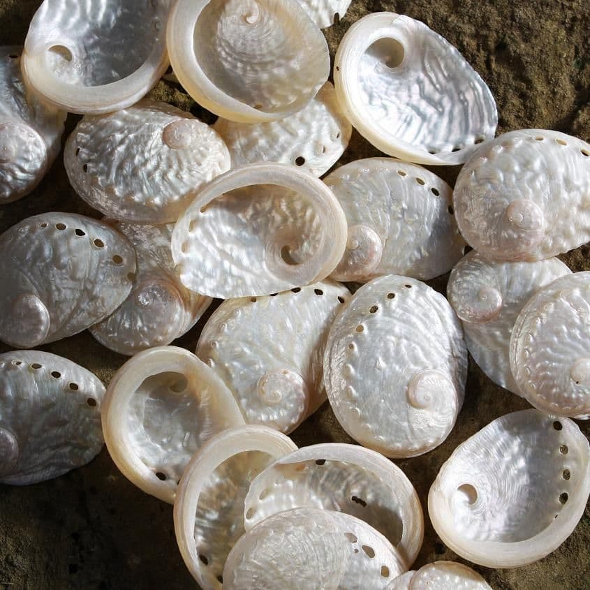 Abalone Haliotes Ovina | Polished Shell | Mother of Pearl