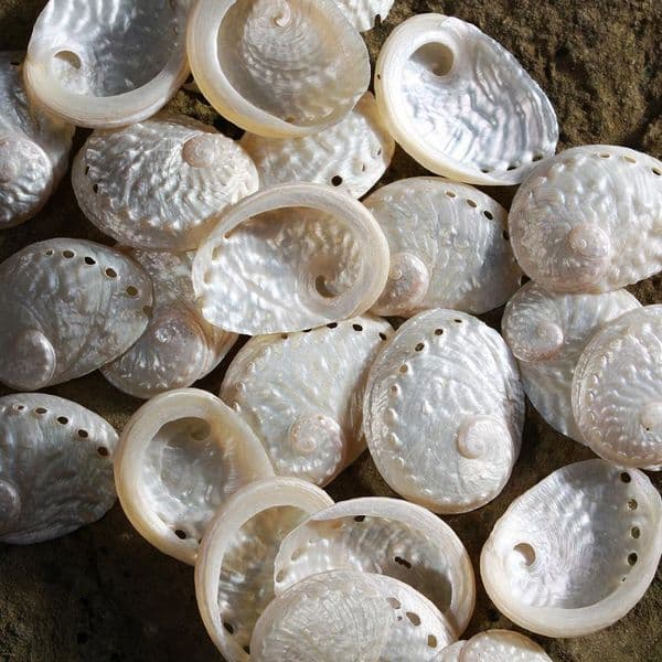 Abalone Haliotes Ovina | Polished Shell | Mother of Pearl