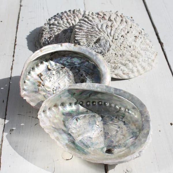 Abalone Soap Dish