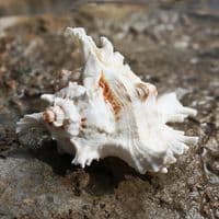 African Murex Shell | Shells | Seashells | Beach shells