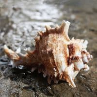 African Murex Shell | Shells | Seashells | Beach shells