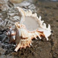African Murex Shell | Shells | Seashells | Beach shells