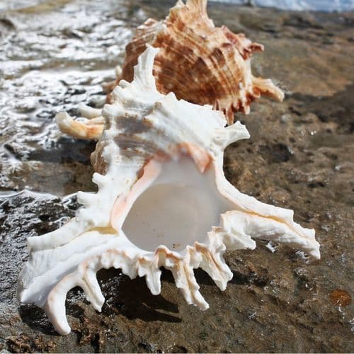 African Murex Shell