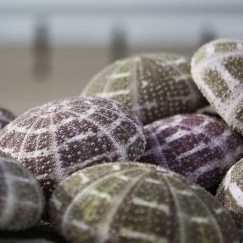 Alfonso Sea Urchin