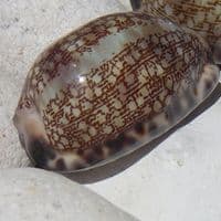 Arabian Cowrie Shell | Shells | Seashells | Beach Shells