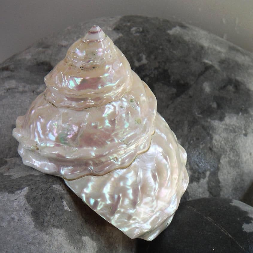 Undossa Shell Astraea Undosa Shell | Wavy Top Shell | Polished Shells