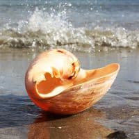 Australian Baler Shell | Melo Amphora | Volute Shell