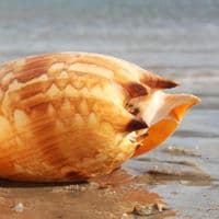 Australian Baler Shell | Melo Amphora | Volute Shell