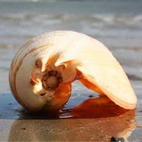 Australian Baler Shell | Melo Amphora | Volute Shell