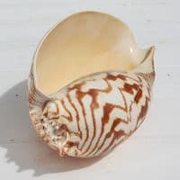 Australian Baler Shell | Melo Amphora | Volute Shell