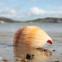 Australian Baler Shell | Melo Amphora | Volute Shell