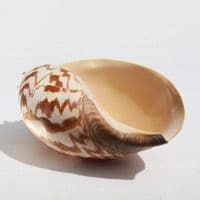 Australian Baler Shell | Melo Amphora | Volute Shell