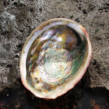 Australian Red Abalone Shell No1 - Large