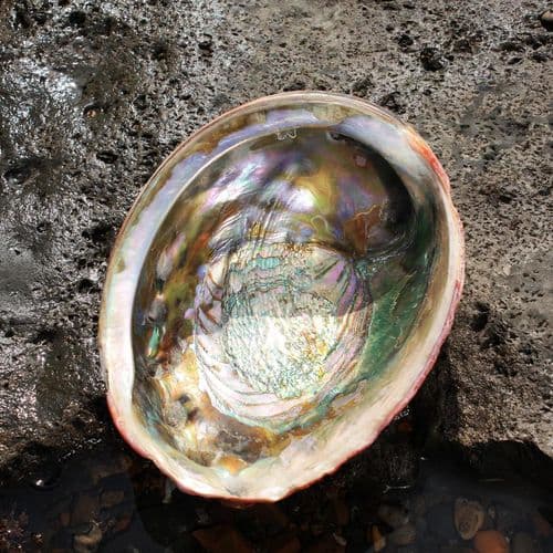 Australian Red Abalone Shell No1 - Large