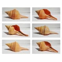Australian Trumpet Shell | Syrinx Aruanus | Beach Shells