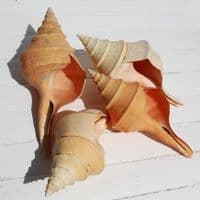 Australian Trumpet Shell | Syrinx Aruanus | Beach Shells
