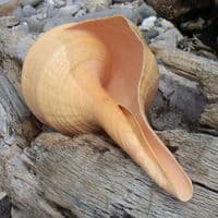 Australian Trumpet Shell | Syrinx Aruanus | Beach Shells