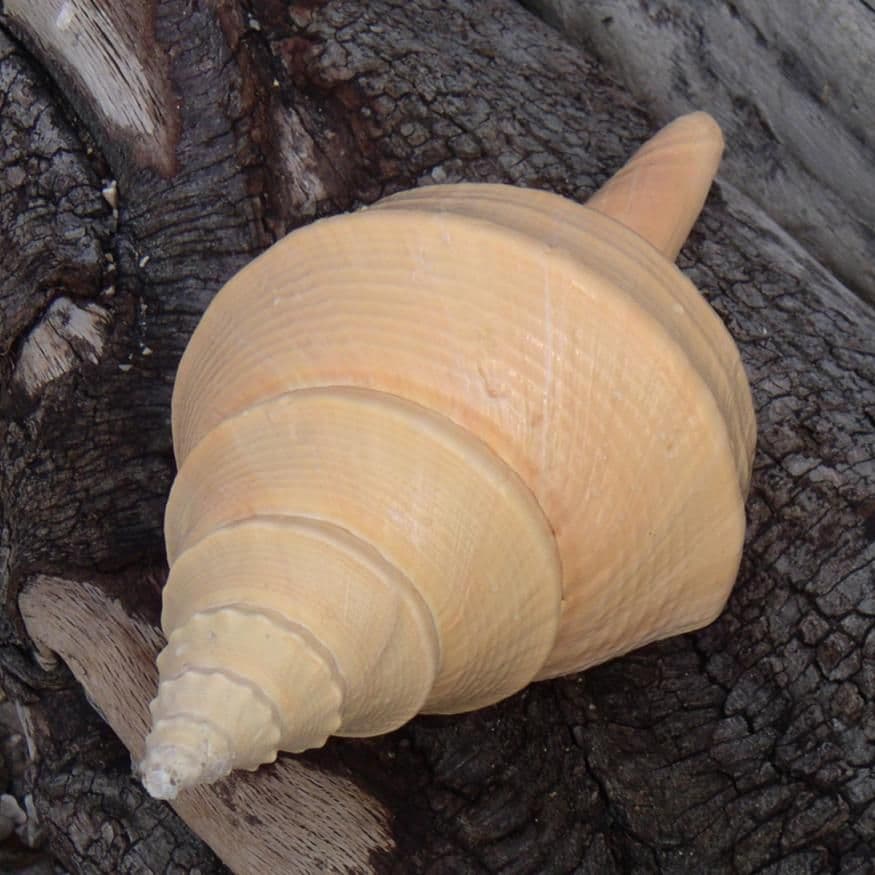 Australian Trumpet Shell Syrinx Aruanus Beach Shells