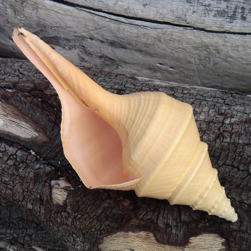 Australian Trumpet Shell Syrinx Aruanus Beach Shells