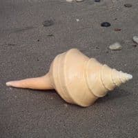 Australian Trumpet Shell | Syrinx Aruanus | Beach Shells