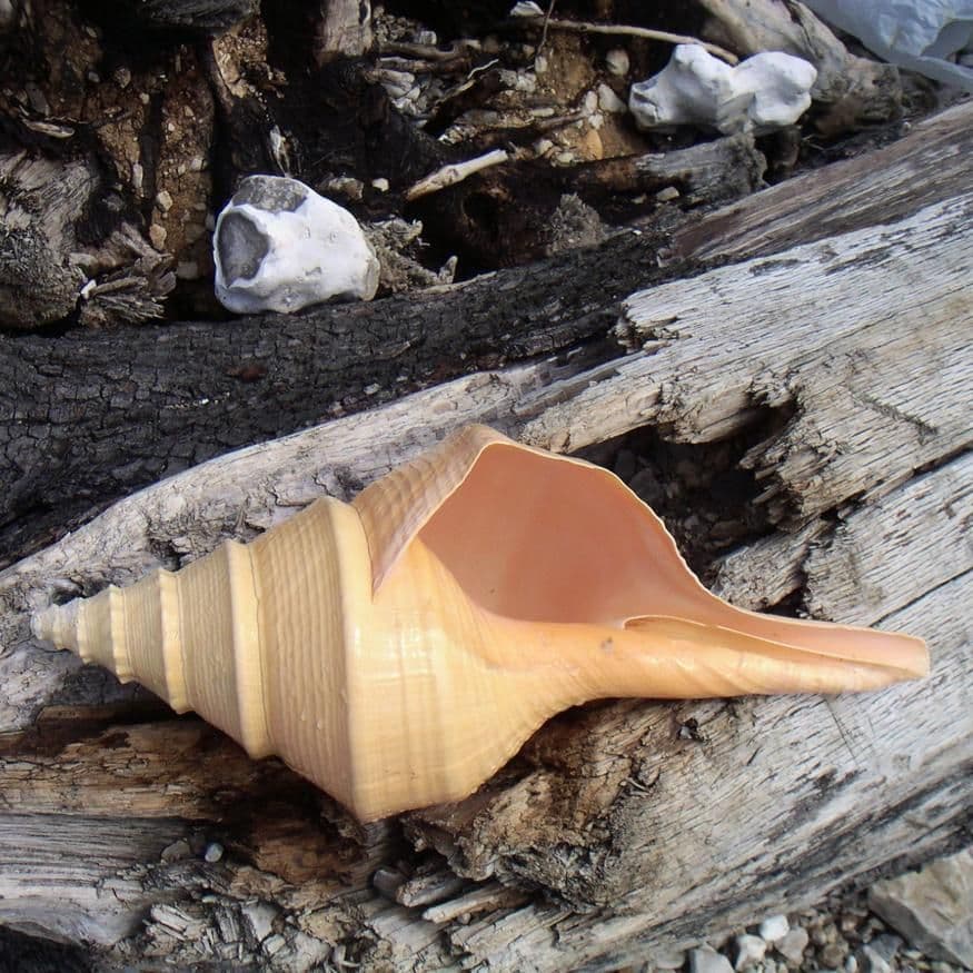 Australian Trumpet Shell | Syrinx Aruanus | Beach Shells