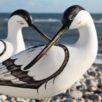 Hand Carved Wooden Avocet Preening | Hand Carved Birds | Bird Carving